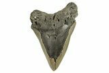 Bargain, Fossil Megalodon Tooth - Serrated Blade #294545-1